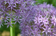 Allium for All