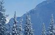 Mountain Mist