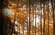 Autumn Sun