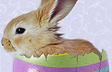 Easter Bunny
