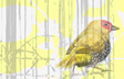 Fly Little Bird