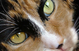 Calico Cat