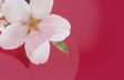 Cheery Blossoms