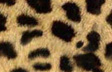 Cheeta Chic