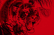 Year of The Tiger
