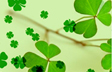 Cluster of Clovers