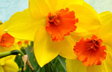Daytime Daffodil