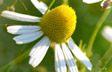 Delightful Daisy