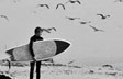 The Birds at Dana Point