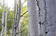 Aspen Meadow