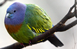 Pretty Bird