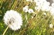 Field of Wishes