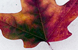 Winter Leaf