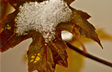 First Snow