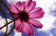 Flower Sky