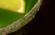 Mexican Margarita
