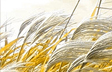 Harvest Field