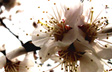 Blossom