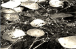 Drops Like Stars