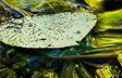 Green Autumn