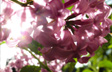Lilacs