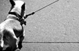 Walking The Line