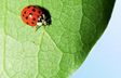 Little Ladybug
