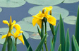Lily Lake