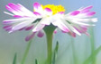 Lone Flower
