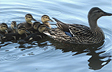 Mama Duck