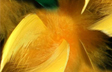 Mardi Gras Feathers