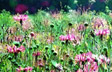 Spring Meadow