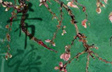 Oriental Orchid 