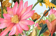 Summer Pink Garden