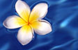 Plumeria Pool