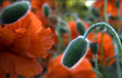 Summer Poppies