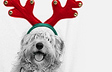 Santa Paws