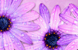 Delightful Daisy
