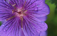 Purple Pansy