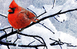 Winter Bird