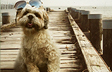 Boardwalk Pal