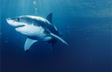 Great White Shark