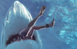 Shark Chomp
