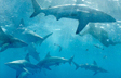 Sea of Sharks