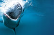 Shark Tooth