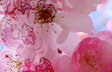 Spring Blossom