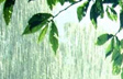 Rainy Day
