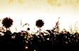Sunflower Silhouette