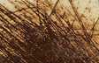 Scratched