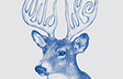 Wildlife: Antlers
